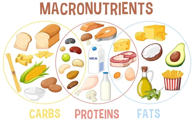 Macronutrient Balance