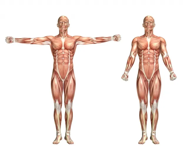 Targeting the Intended Muscle Groups